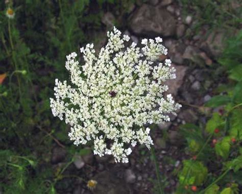 Wilderness Survival - Edible Plants - Wild Carrot