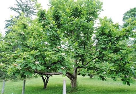 Magnolia macrophylla: 'Bigleaf Magnolia’ | College of Agriculture, Forestry and Life Sciences ...