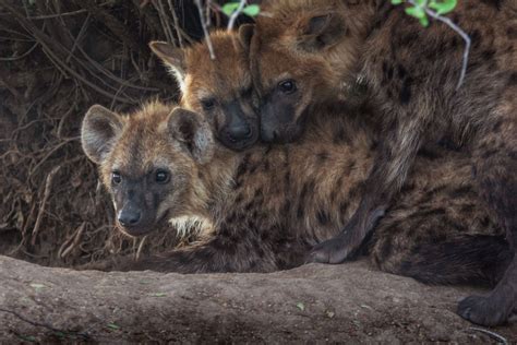 3 young hyena cubs at the den | Smithsonian Photo Contest | Smithsonian ...