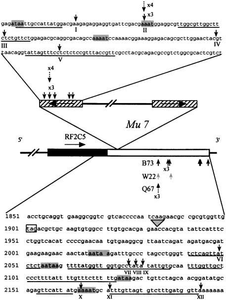 -Polyadenylation sites used in suppressed rf 2a | Download Scientific Diagram