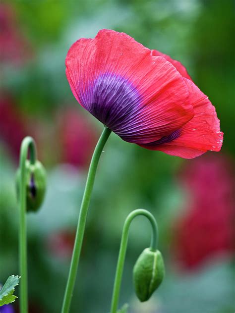 Purple Poppy Flower Photograph by Heiko Koehrer-Wagner