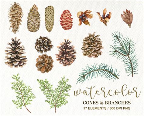 Watercolor Pine Cone Clipart PNG Pine Branches Christmas - Etsy