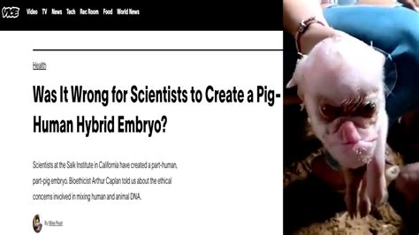 Is This the First Video of a Human-Pig Hybrid? - The Paraterrestrial ...