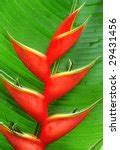 Red Heliconia Free Stock Photo - Public Domain Pictures