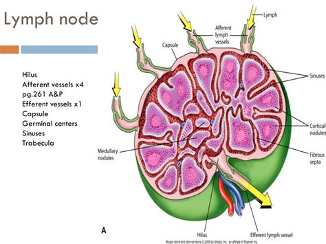 PPT - Lymphatic System PowerPoint Presentation, free download - ID:2067086