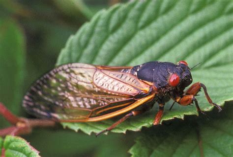 Difference Between Locusts and Cicadas | Definition, Features, Significance