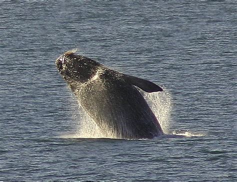 Southern Right Whale Breaching photo, South Africa