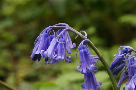 Bluebell | Birmingham Flickrmeet May 2016 Moseley Park and P… | Flickr