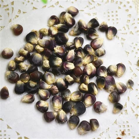 Buy 10 Pcs Sweet Black Waxy Corn Seed | Free Shipping