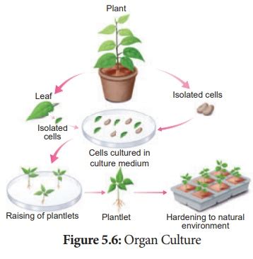 Plant Tissue Culture (PTC) - Types, Laboratory Facilities, Technique ...