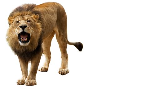 Collection of Lion HD PNG. | PlusPNG