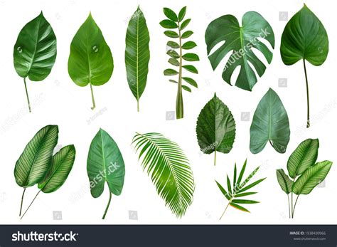 Set Tropical Leaves Isolated On White Stock Photo 1938430966 | Shutterstock