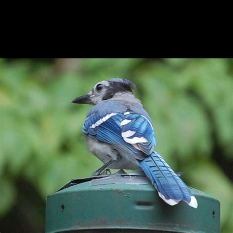 Bluejay in Virginia | Blue jay, Animals, Bird