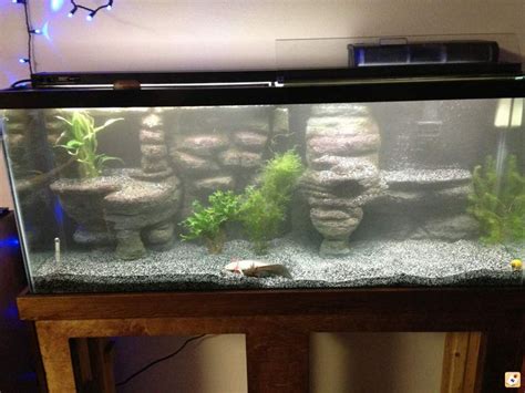 Click the image to open in full size. | Axolotl tank, Fish tank themes ...