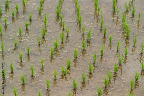 rice planting Stock Photo | Adobe Stock