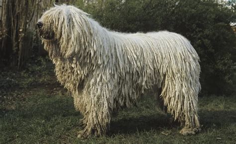 Komondor Dog Breed Information & Characteristics