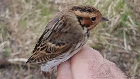 Hertfordshire rare sighting of little bunting 'very special' - BBC News