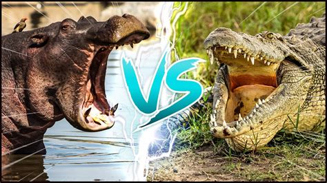 HIPPO VS NILE CROCODILE ─ The Ultimate River Rumble - YouTube