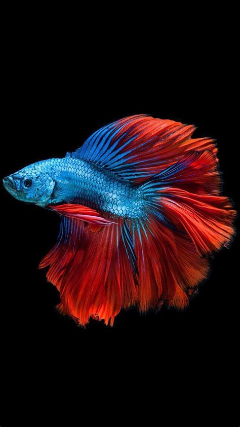 Betta Fish Wallpapers - Wallpaper Cave