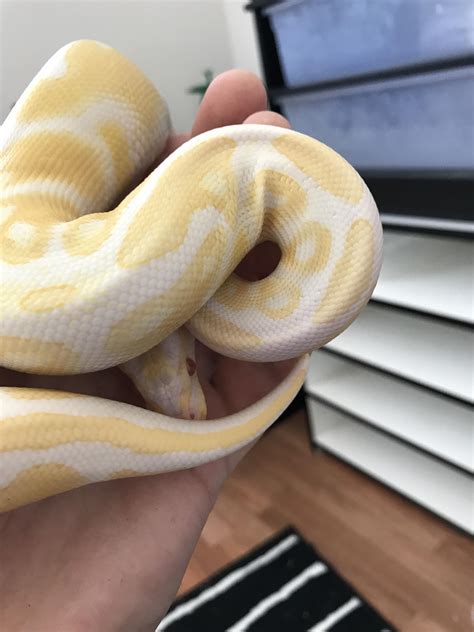 My first recessive morph! A beautiful Albino girl : r/ballpython