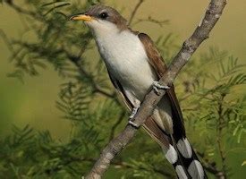 Yellow-billed Cuckoo, Identification, All About Birds - Cornell Lab of Ornithology