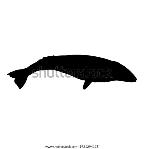 Vector Black Silhouette Gray Whale Stock Vector (Royalty Free ...