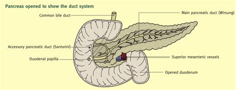 Anatomy of the pancreas and the spleen - Surgery - Oxford International ...