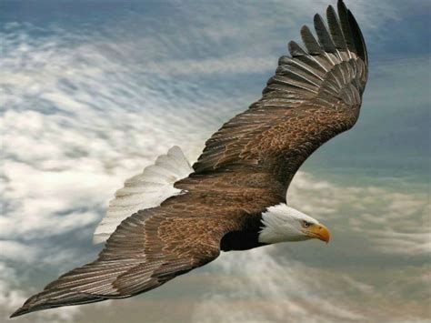 Soaring Like Eagles - All Pro Pastors