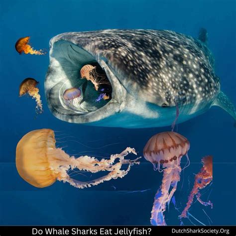 What Do Whale Sharks Eat? - Dutch Shark Society