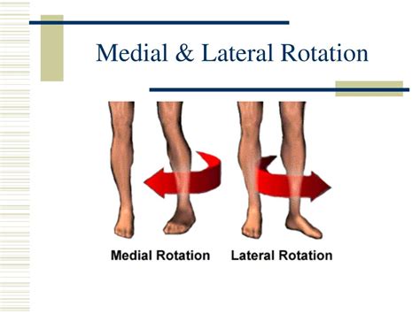Medial Rotation Definition Anatomy - DEFINITIONKD