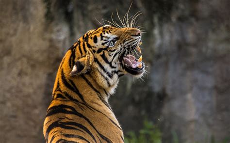 Tiger 4K Wallpapers | HD Wallpapers | ID #23925