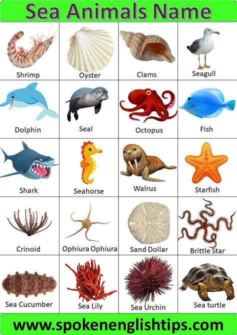 Discover the Fascinating World of Sea Animals: Names and Pictures