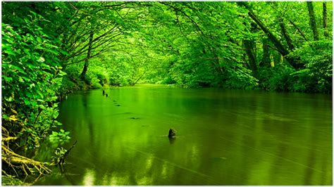 River Between Green Spring Autumn Trees Forest Background HD Scenery ...