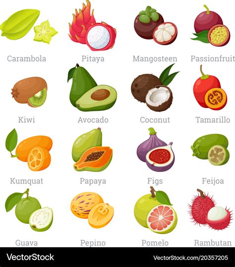 Exotic tropical fruits set with names Royalty Free Vector