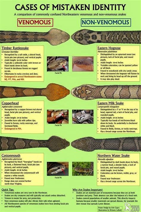 Green Grandma: Know your snakes!