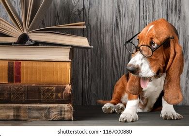 Dog Book Stack Stock Photo 1167000880 | Shutterstock