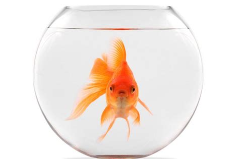 How Big Is Your Goldfish Bowl?. Is your environment really limiting… | by David Floyd | Business ...