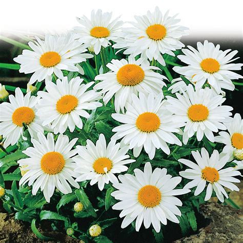 Shasta Daisy Seeds, Alaska in 2021 | Flowers perennials, Beautiful flowers wallpapers, Beautiful ...