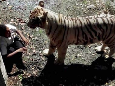 White tiger kills youth at Delhi zoo: Here's what really happened ...