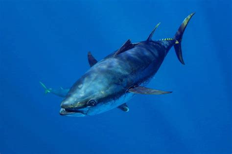 Bluefin Tuna: Everything You Need to Know - Fishmasters.com