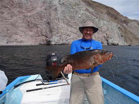 Dog Tooth Snapper - Scarborough Boat Angling Club