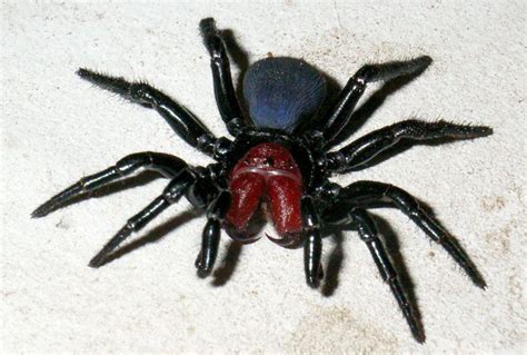 Australia’s Most Dangerous Spiders – Planet Deadly