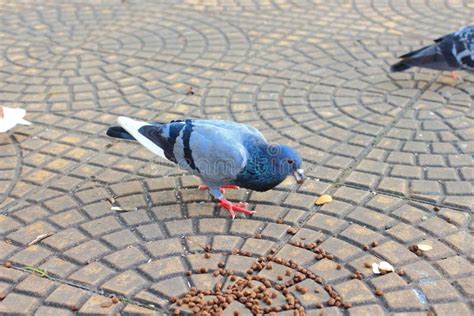 Feeding Pigeon stock image. Image of kind, feather, kindness - 14317571