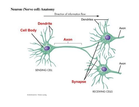 Axon Dendrite Cell Body Neuron (Nerve cell) Anatomy Synapse