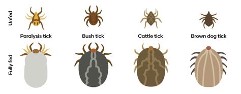 Ticks On Cats Symptoms