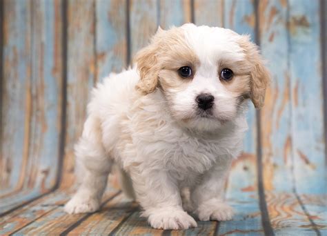 Teddy Bear Dog Breeds - The Pups That Look Like Cuddly Toys!