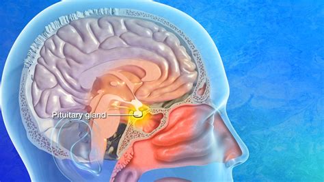 Pituitary Gland Location and Main Functions | Barrow Neurological Institute