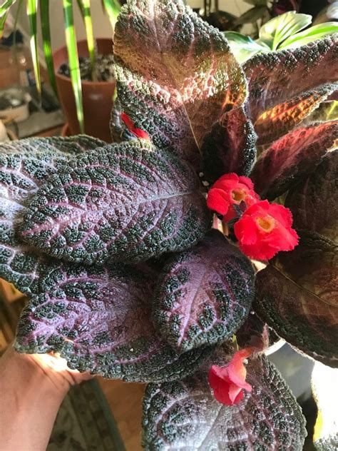 Episcia Plant Care: How to Grow the Episcia Violet Flame