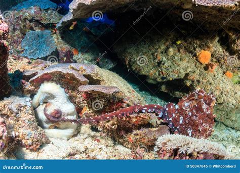 Octopus Mating stock image. Image of hard, female, behaviour - 50347845