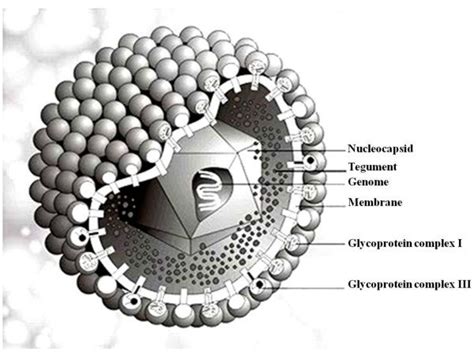 Cytomegalovirus Antigens - Creative Diagnostics